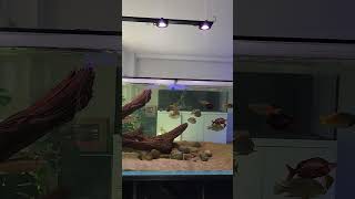 Rainbow Fish Perfection  Brilliant Pixel LED Colors [upl. by Crifasi]