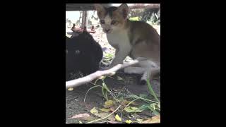 Wow Loud Cat Repellent Sound catsounds [upl. by Brittney132]