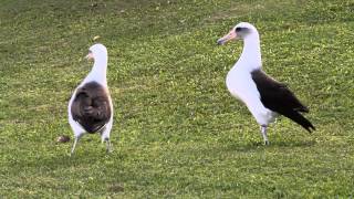 Laysan Albatross courtship in Princeville Kauai Hawaii [upl. by Johannah671]