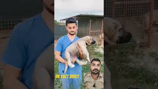 kangal dog transformation power Full Dogshortsyoutubeshorts youtubefeedtrendingshorts [upl. by Yentruoc707]