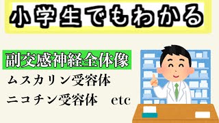 薬学副交感神経全体像 ムスカリン受容体、ニコチン受容体、アセチルコリンなど [upl. by Ennayd]