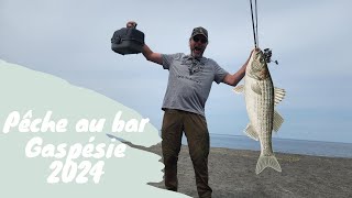 Pêche au Bar Rayé Gaspésie 2024 [upl. by Pellet102]