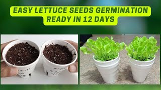 How To Germinate Lettuce Seeds For Beginners  Easy Hydroponics [upl. by Odlanra]