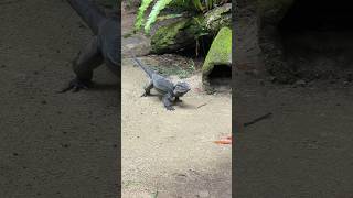 Nature  Muscular Iguana Walk  UpClose with Nature’s Dragon 🦎 [upl. by Oriaj]