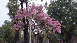 Tabebuia rosea is blooming creating a picturesque and romantic scene—beautiful and memorable place [upl. by Granniah]