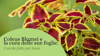 COME SCOPRIRE DALLE FOGLIE DI UNA COLEUS BLUMEI LA SALUTE DELLA PIANTA [upl. by Assenav]