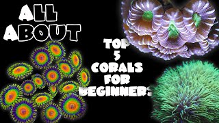 Top 5 Corals For Beginners [upl. by Beaston]