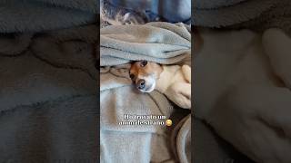 Ho trovato un animale strano 😂 merybijouesciarpina jackrussell comedy trend [upl. by Alejoa]