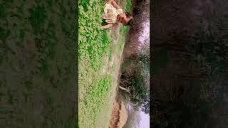 ghas kat rahi hai❤cutebaby shortfeed poor trending viralvlog [upl. by Apeed43]