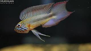 Apistogramma lineata [upl. by Mezoff]