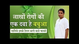 बथुआ Goosefoot खाने के इन फायदों से होंगे आप अनजान  Acharya Balkrishna [upl. by Essyla]