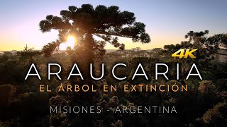 La Araucaria el Árbol en Extinción  Selva Misionera Bosque Atlántico Misiones Argentina 4K Video [upl. by Corella]