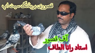 kasuri breeding set up Rana kasuri pigeon [upl. by Wiseman449]