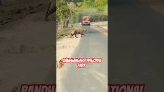 Bas Wale Ki Kismat Achhi Hai tiger bandhavgarhnationalpark travelwithdivyendu shorts viral [upl. by Worrad]