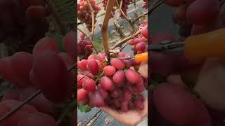 Carefully Cutting the Grapes From the Red Grape Plants [upl. by Pascoe322]