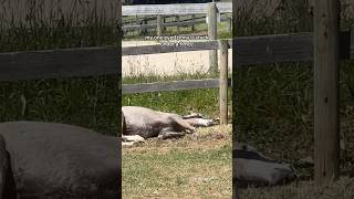 My one eyed pony is stuck UNDER a fence pony welshpony equestrian equestrianlife horse [upl. by Anear]