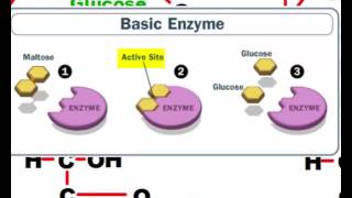 Dehydration Synthesis and Hydrolysis [upl. by O'Donnell167]