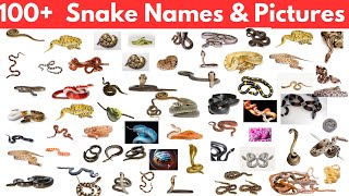 100 Snake Names and Pictures [upl. by Lauber557]