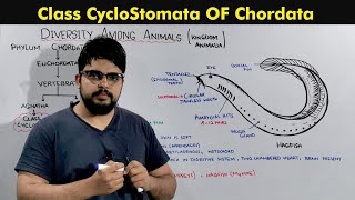 Phylum Chordata Class Cyclostomata [upl. by Urson952]