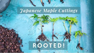 Japanese Maple Cuttings  Successfully Rooted [upl. by Asila]