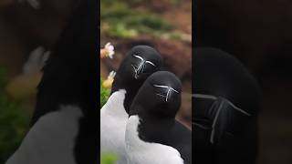 A brief introduction to the 😃Razorbill😭horts youtubeshorts animals [upl. by Junette787]