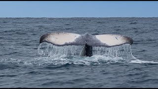 Humpback whales in Costa Rica [upl. by Vonnie]