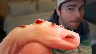 Bed Bugs What Youve Been Told is Totally False [upl. by Elburr]