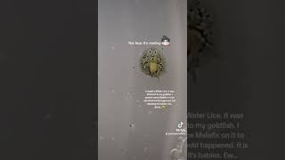 Water lice aquarium fish parasite [upl. by Nosahc489]