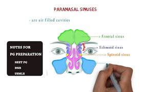 paranasal sinuses  maxillary  ethmoid sphenoid frontal  notes [upl. by Anilosi244]