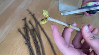 FAILED Propagate Lilacs from Cuttings [upl. by Ovid]