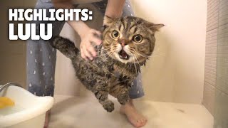 Highlights of LuLu the Cat  Kittisaurus [upl. by Niret]