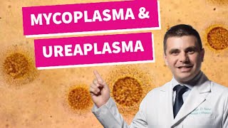 Mycoplasma e Ureaplasma  você conhece [upl. by Cerellia]