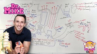 Hypothalamic Pituitary Hormones [upl. by Yvan]