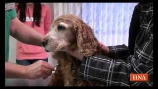 Wasser in der Lunge Cockerspaniel ist herzkrank [upl. by Reynolds324]