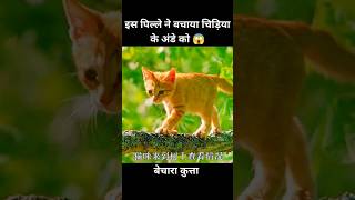 एक पिल्ले ने बचाया चिड़िया के अंडे को 😱  short movie dog cartoon [upl. by Lat329]