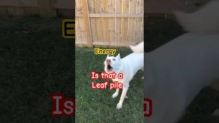 Husky full of energy jumping over his leaf pile pure joy [upl. by Yrahcaz]