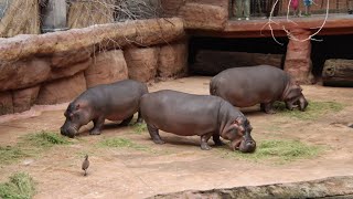 Hipopotam nilowy  Hippos  Afrykarium Zoo Wroclaw 2024 [upl. by Karry]