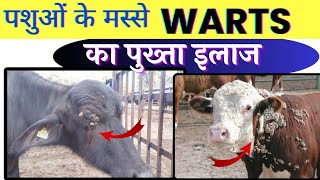 पशुओं के हर मस्से का इलाज 👌🏽Warts in Cattle Treatment [upl. by Finbar803]