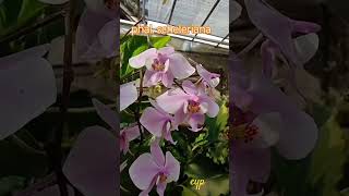 Phalaenopsis scheleriana anggrek dataran tinggi habitat Philippines fyi orchids phalaenopsis [upl. by Engapmahc]