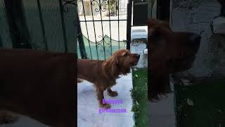 Evde Bakımı Kolay Cocker Köpekler [upl. by Gamber916]