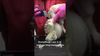 The best clipper to groom a matted dog [upl. by Lledroc371]