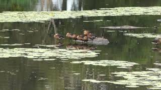 Wandering WhistlingDuck 5 [upl. by Trout]