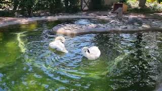 Trumpeter swans [upl. by Iaht283]