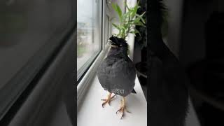 Shalik Pakhi Ya Rabbi Mustafa can sing ghazals  talkingbird [upl. by Hanikehs]