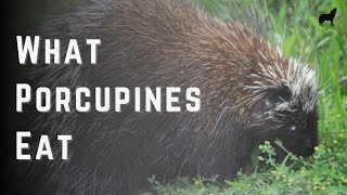 What Do Porcupines Eat Complete Porcupine Diet [upl. by Bonacci602]