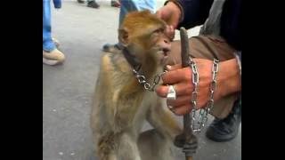 ► Marrakech les singes de la place Jamaâ El Fna [upl. by Lantz]