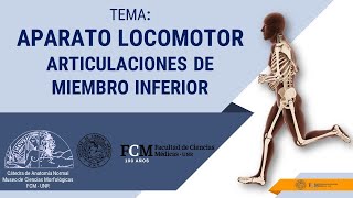 Aparato Locomotor Articulaciones de Miembro Inferior [upl. by Nason]