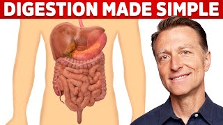 Your Digestive System Explained in Simple Terms [upl. by Schell654]