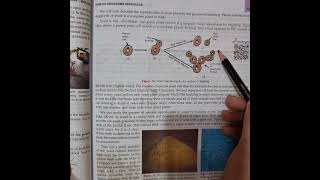 X BIOLOGY budding amp spore formation  MOST EASY EXPLANATION FOR BOARDS [upl. by Benni390]