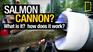 The salmon cannon that shoots fish over a dam by Whooshh innovations [upl. by Avin399]